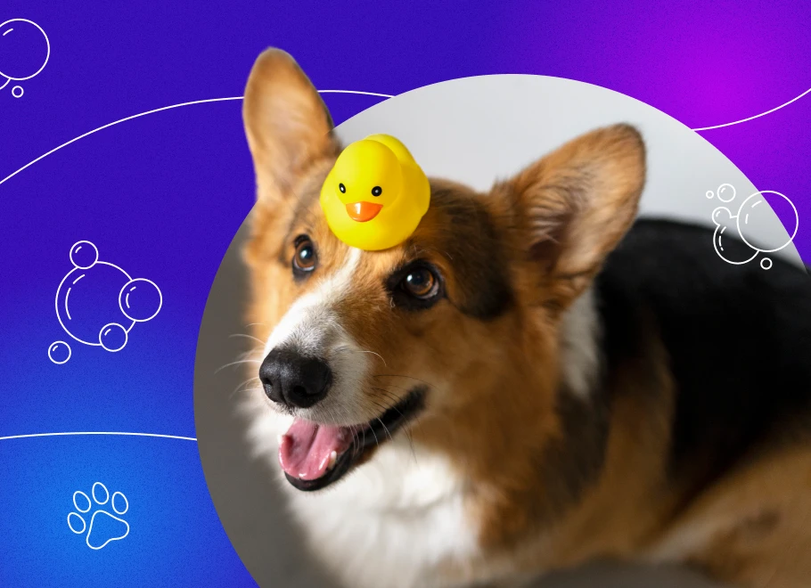 Pets Apparel & Accessories